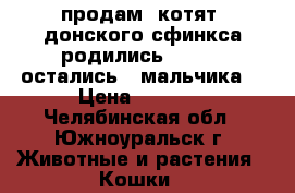 продам  котят  донского сфинкса родились 6.04.17 остались 2 мальчика  › Цена ­ 2 000 - Челябинская обл., Южноуральск г. Животные и растения » Кошки   